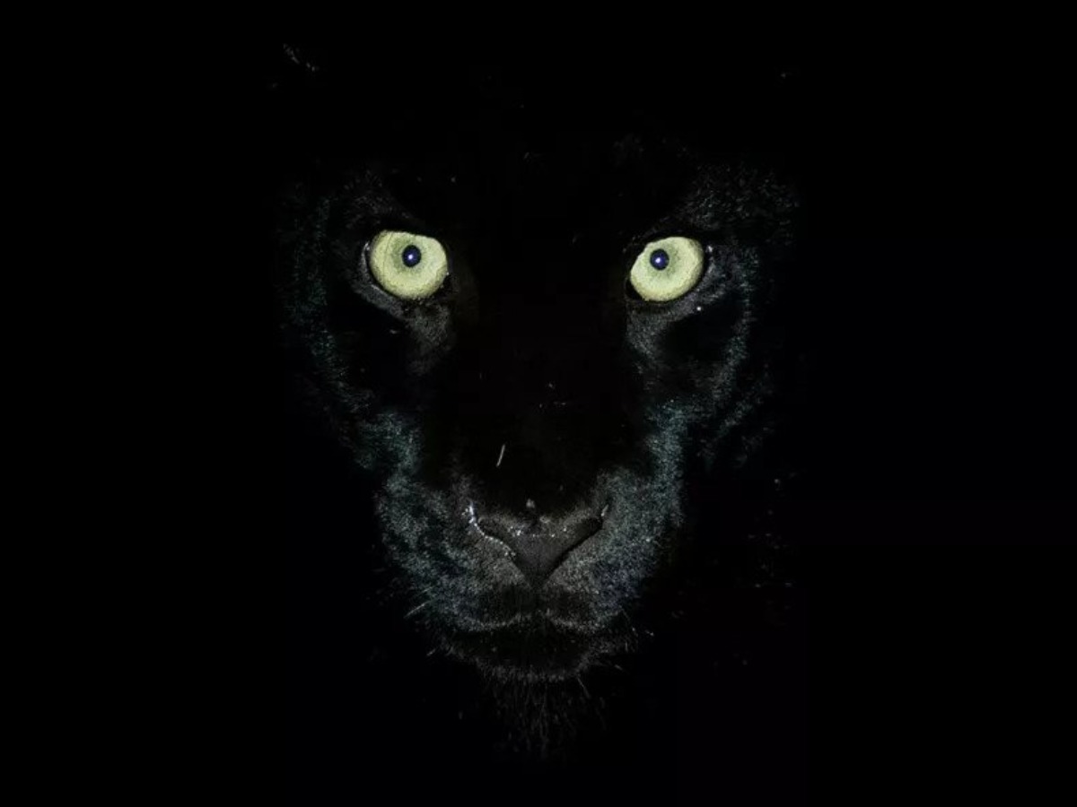 Wildlife Animal Black Panther Poster  Panther Posters for Room  Unframed   With Self Adhesive Tape Paper Print  Animals posters in India  Buy art  film design movie music nature