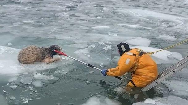 Dog Rescued by fire fighters in USA 