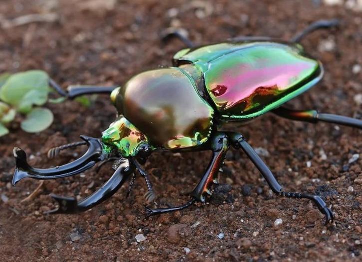 Stag Beetle 