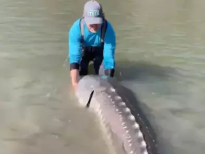 Canadian fisherman caught more than 10 feet long living dinosaur 