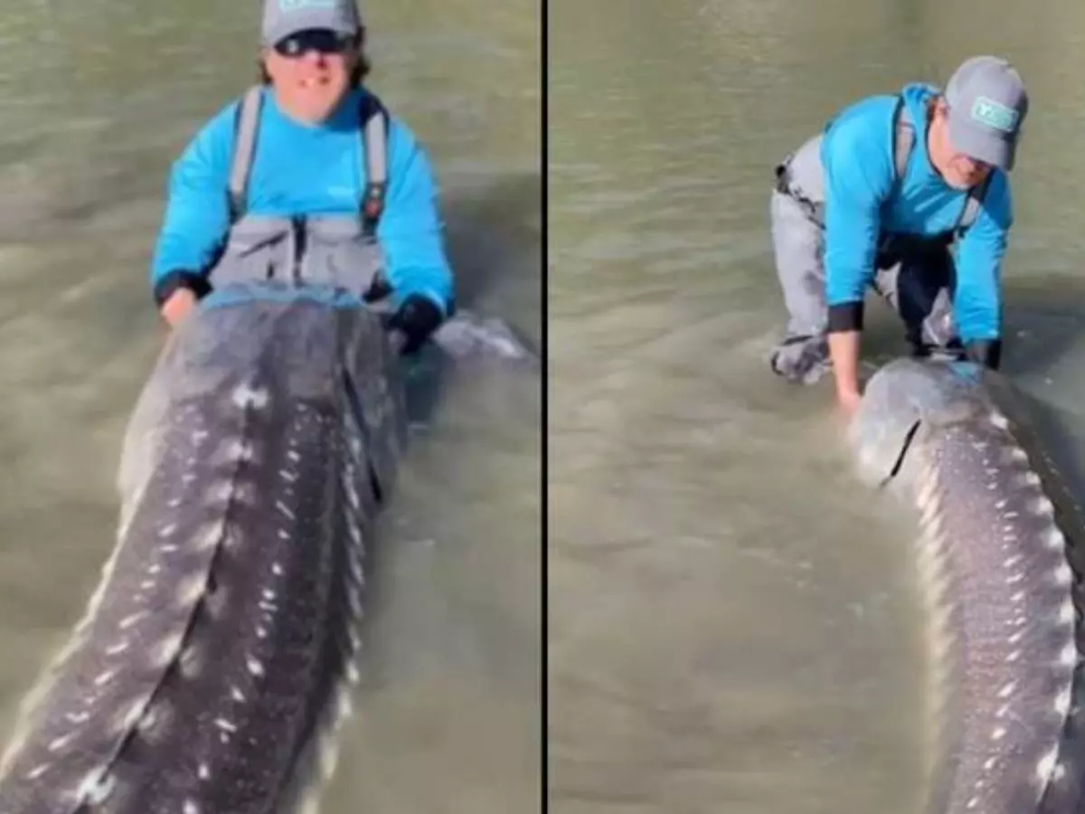 Monster 10ft long sturgeon fish dubbed Pig Nose finally reeled in