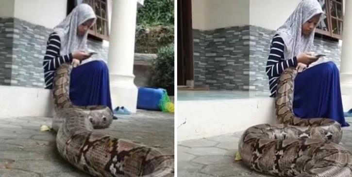 Little Girl Plays With Huge Python In Viral Video