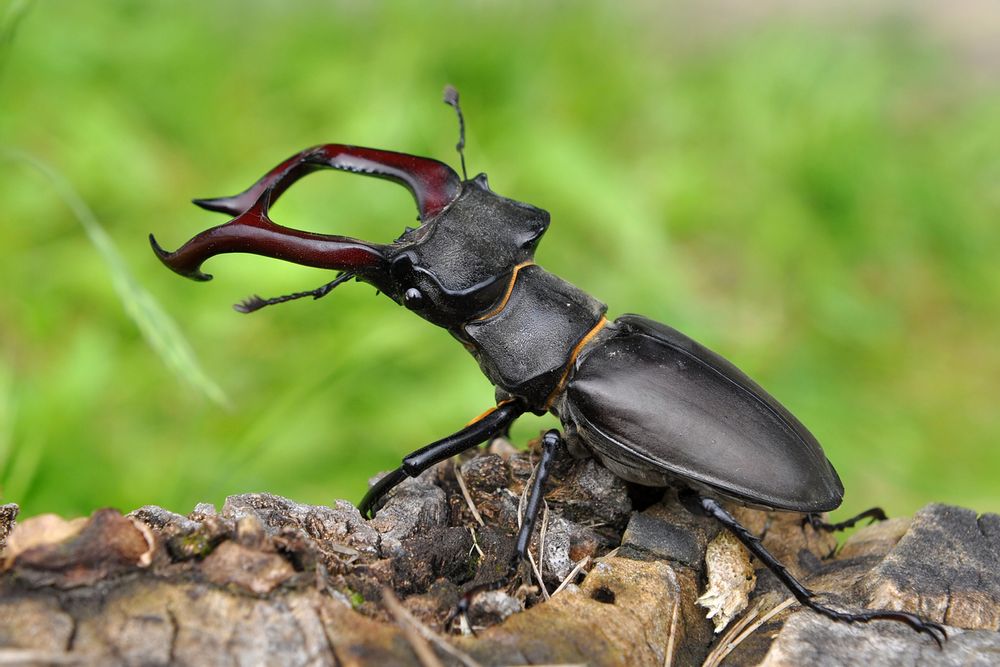 Stag Beetle 