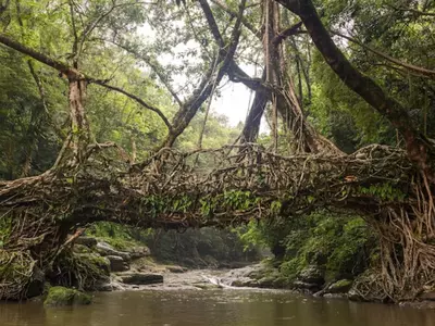Living Roots Bridges Meghalaya