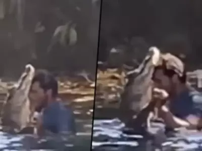 man dances with alligator 