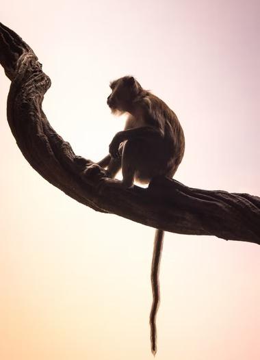Ecuador First Country Rights To Wild Animals Ecuador First Country Rights To Wild Animals