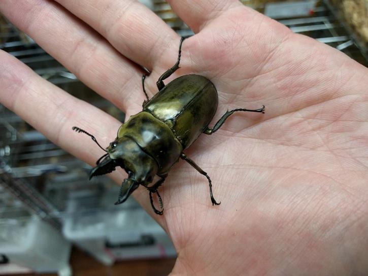 Stag Beetle 