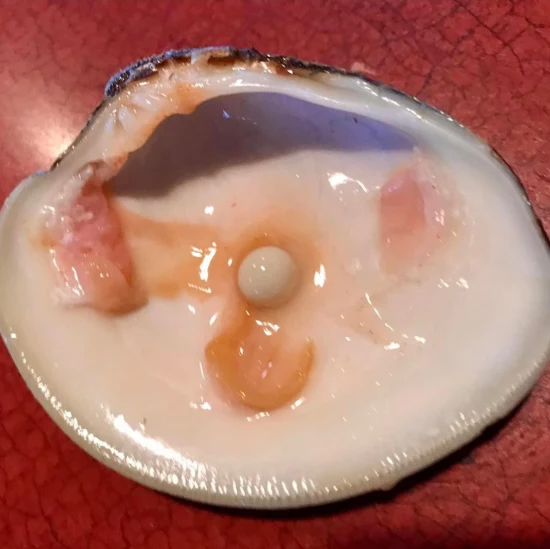 us couple finds pearl in clams 