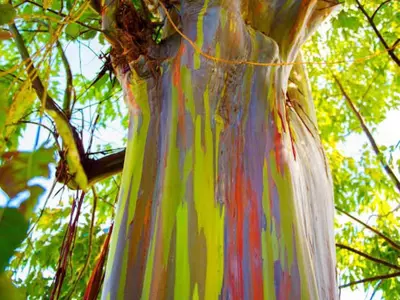 Rainbow Eucalyptus 