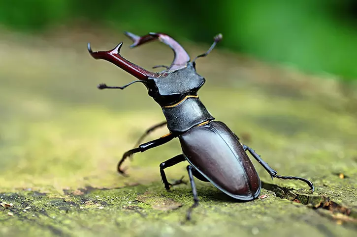 Stag Beetle: World's Most Expensive Insect That Can Make You A ...