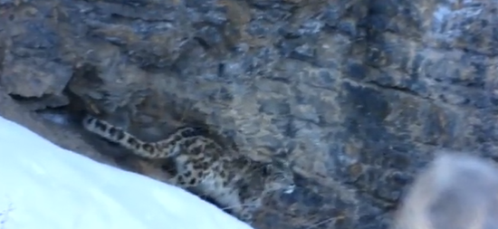 snow leopard spotted by ITBP in Spiti Valley 