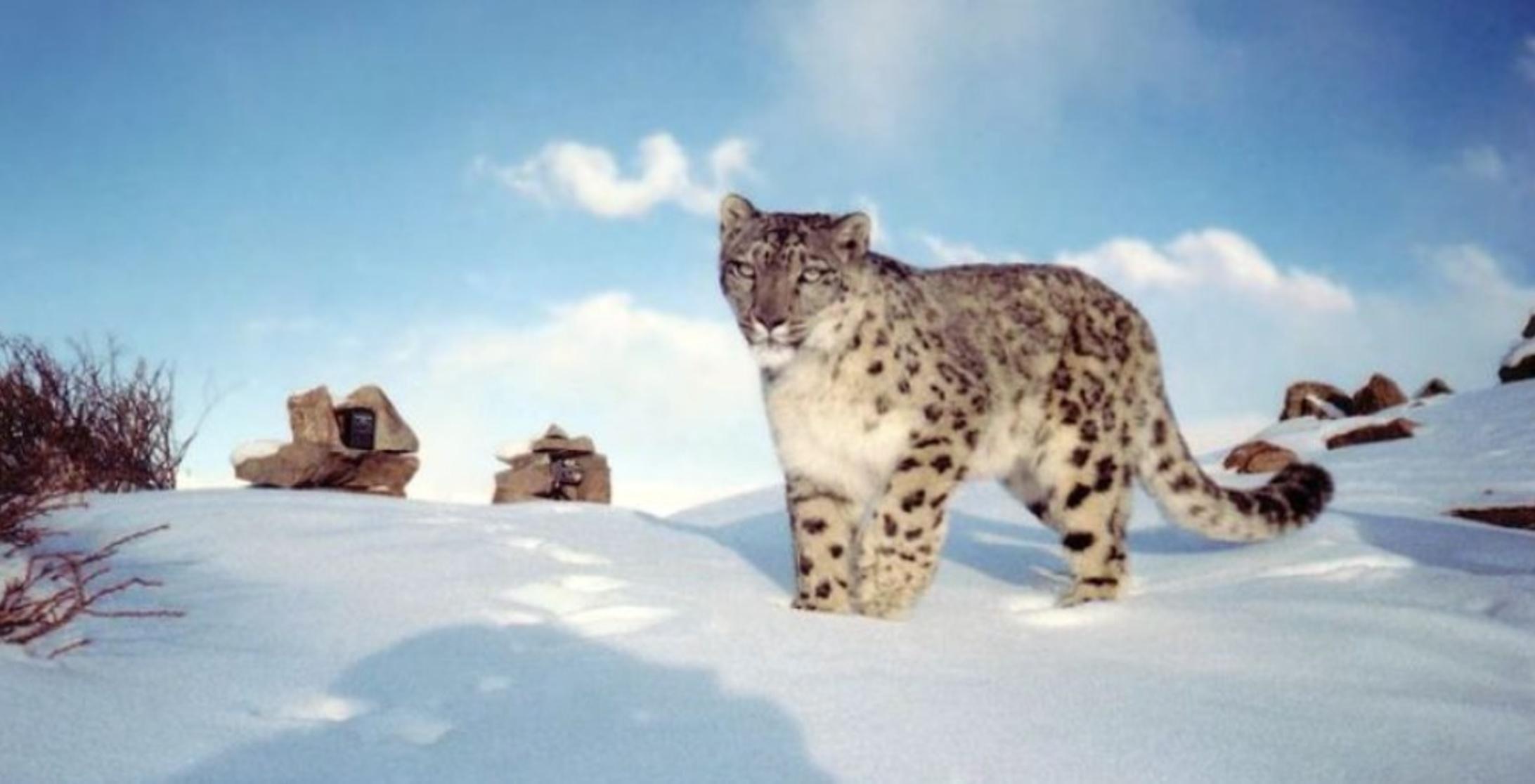 snow leopard spotted by ITBP in Spiti Valley 