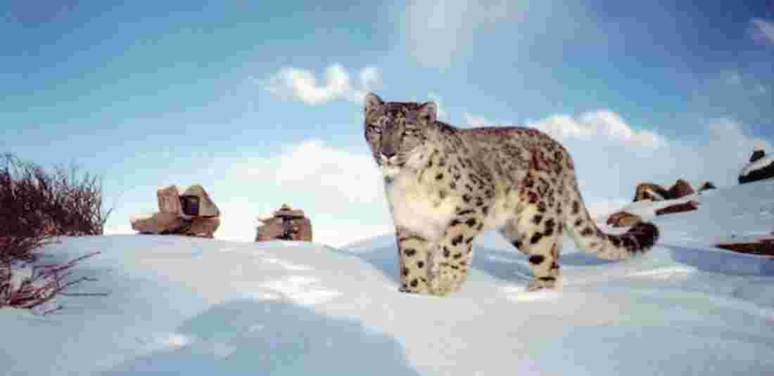snow leopard spotted by ITBP in Spiti Valley 