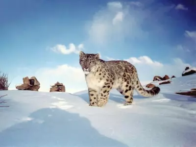 snow leopard spotted in lahaul spiti 