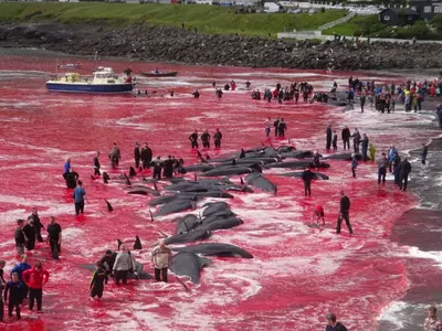 Whale hunting Iceland
