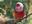 Pink Headed Warbler 