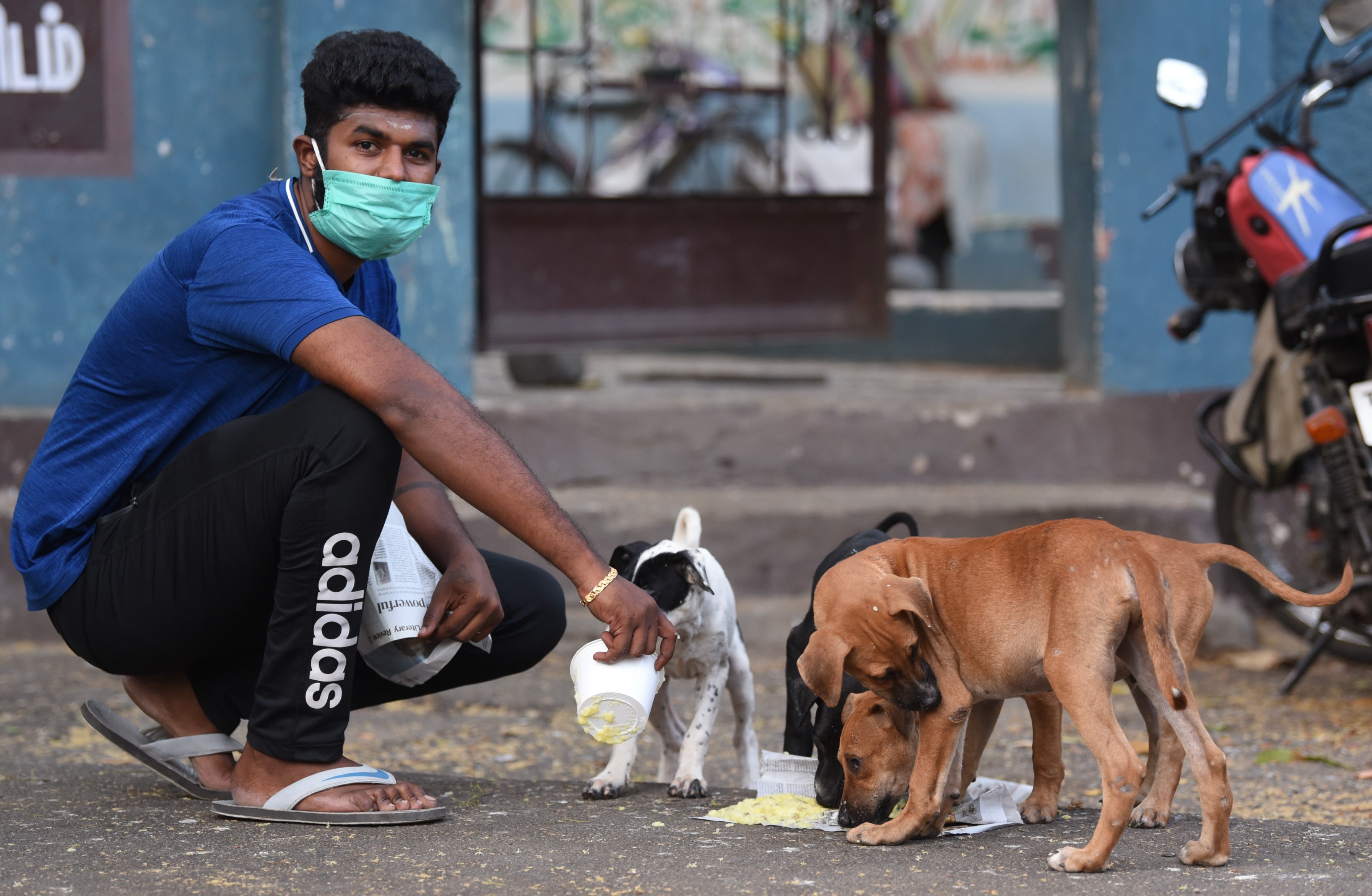 Citizens Allowed To Feed Street Dogs, Cats As SC Lifts Stay On Delhi HC ...