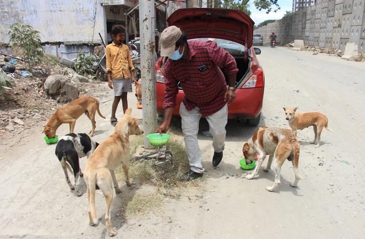 Citizens Allowed To Feed Street Dogs, Cats As SC Lifts Stay On Delhi HC ...