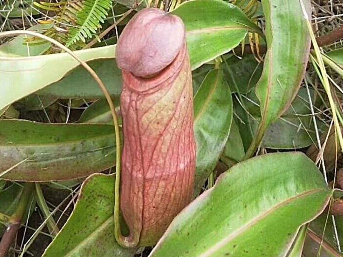 What Are Cambodia s Penis Plants That Are On The Verge Of