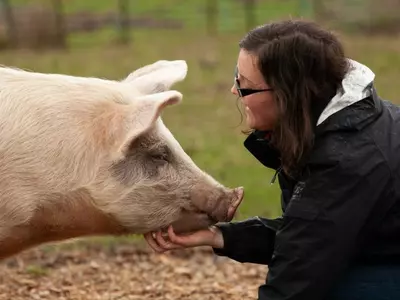 Domestic Animals Like Horses, Pigs Understand Negative Human Speech, Even Mirror The Emotion