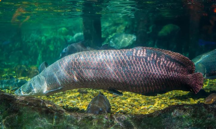 Amazon River fish