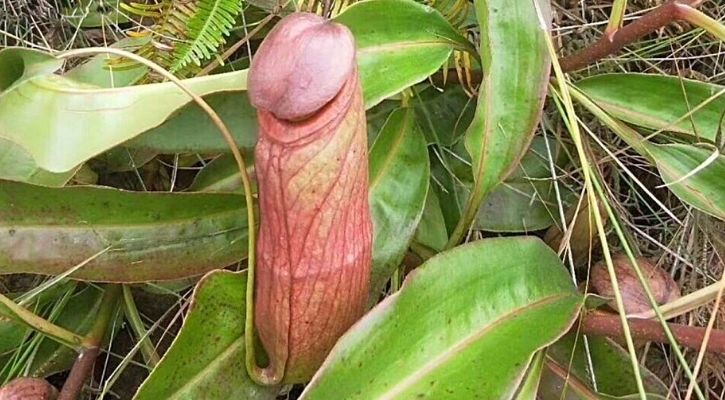 What Exactly Are Cambodia’s Penis Plants That Are On The Verge Of Extinction