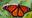 Light Pollution Confuses Monarch Butterflies: Keeps Them Awake, Affects Their Internal Compass