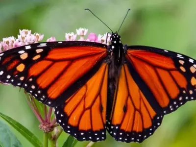 Light Pollution Confuses Monarch Butterflies: Keeps Them Awake, Affects Their Internal Compass