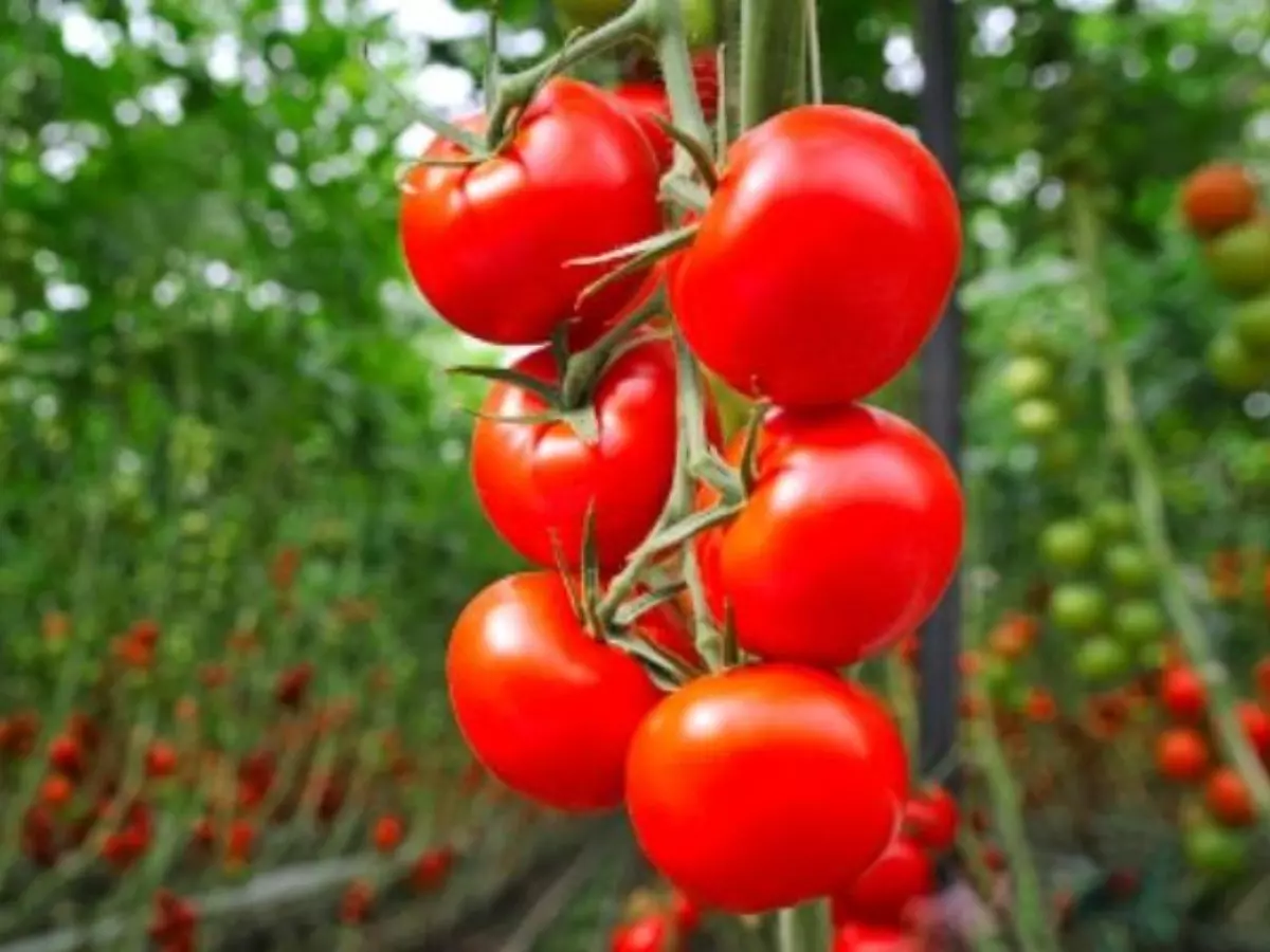 Scientists Genetically Edited Regular Tomatoes To Better Vitamin D Levels In Body