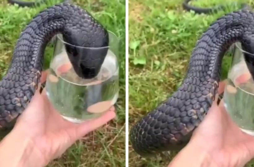 Viral Video: Thirsty Cobra Drinks Water From A Glass, Internet Stunned