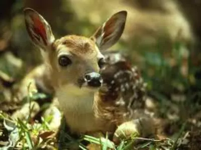 Forest Officials Seize Wild Animals Including Blackbucks, Deers From Karnataka Politician's Farmhouse