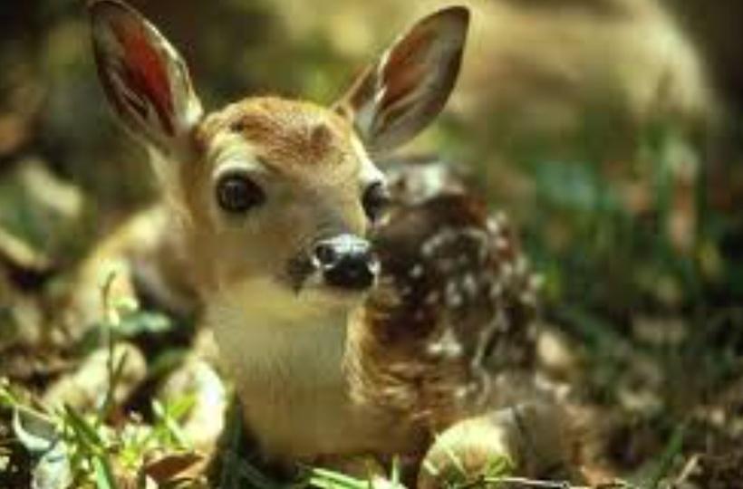 More Than 30 Wild Animals Kept As Illegal Pets In Karnataka Politician's House Seized By Forest Officials More Than 30 Wild Animals Kept As Illegal Pets In Karnataka Politician's House Seized By Forest Officials