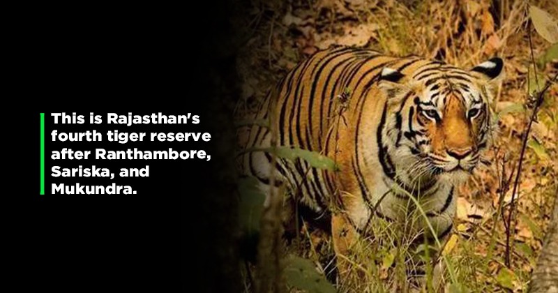 Ramgarh Vishdhari Sanctuary: India Gets Its 52nd Tiger Reserve In Rajasthan