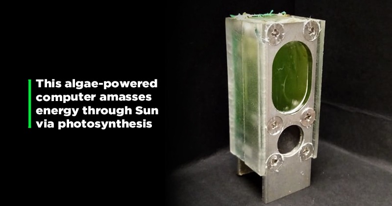 Esta computadora hecha completamente de algas marinas podría cargar sus teléfonos en el futuro