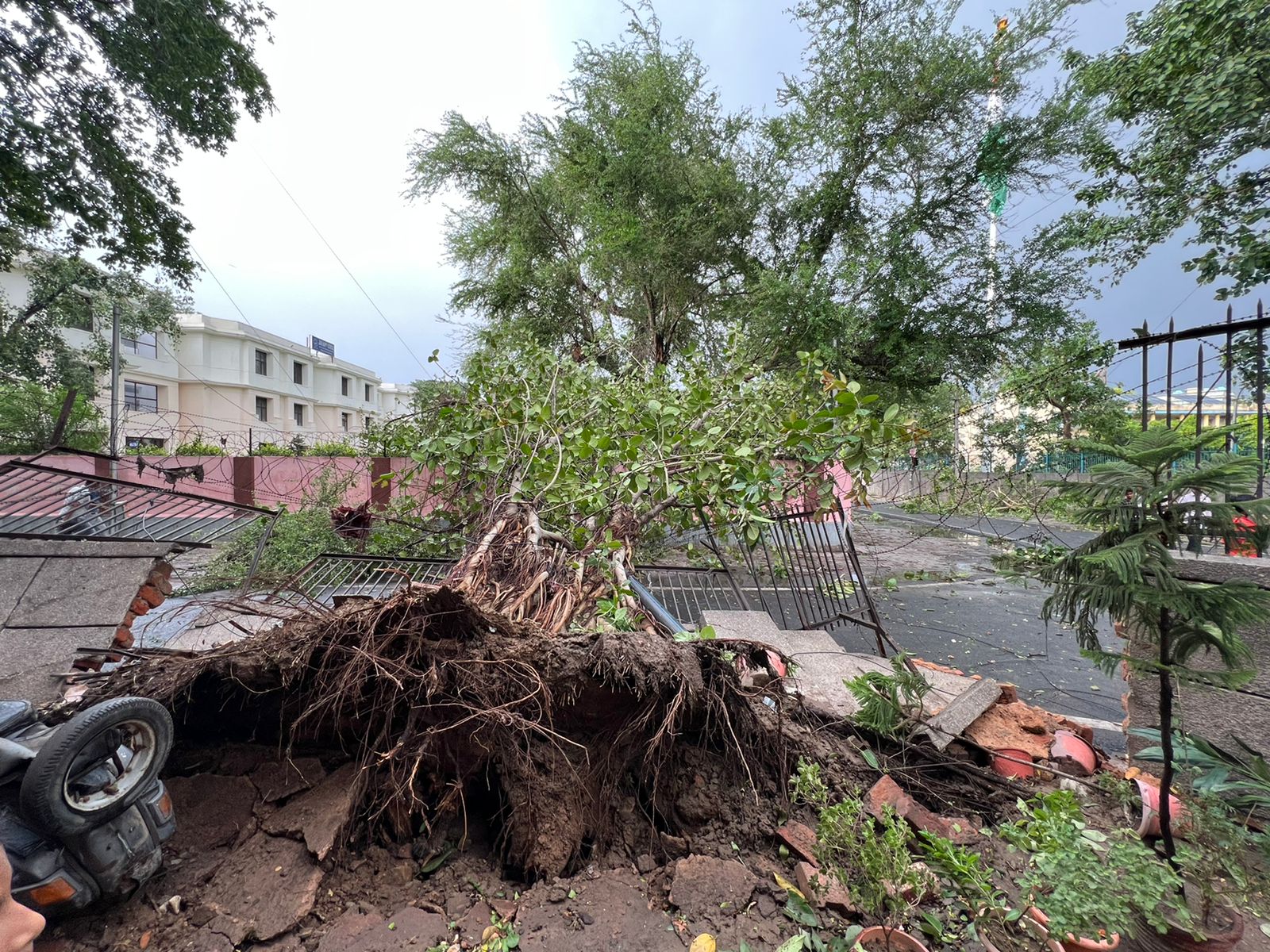 Delhi Lost Heritage Trees In A 20-minute Thunderstorm: What Causes ...