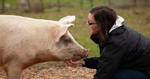 Domesticated Animals Like Pigs And Horses Can Sense If Humans Are Being  Impolite