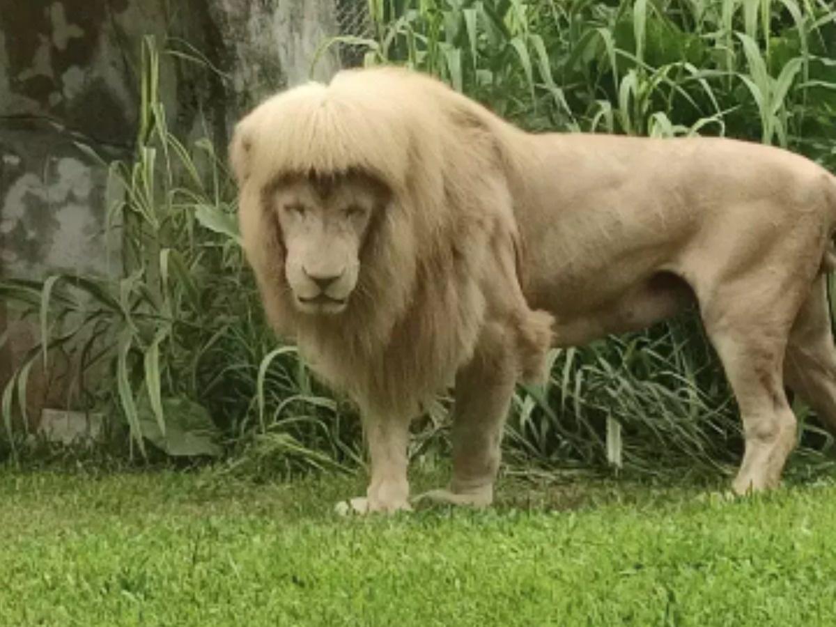 Lion Goes Viral For Sporting Unique 'Fringe' Hairstyle