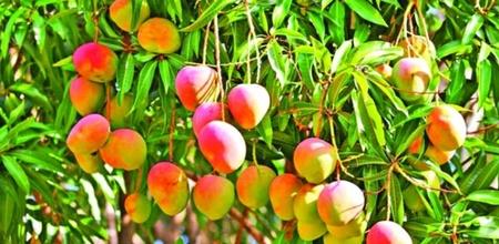 How Climate Change Is Killing Mango, The 'King Of Fruits' In India