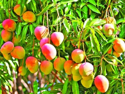 How Climate Change Is Killing Mango, The 'King Of Fruits' In India