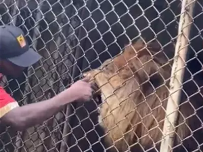 lion chewed on man's finger