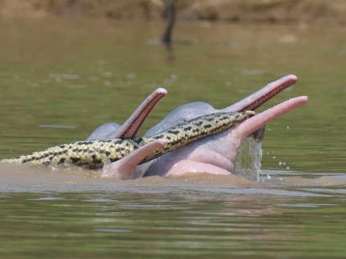 Sexually Aroused Dolphins 'Play' With Anaconda