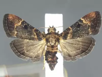 rare flashy moth 
