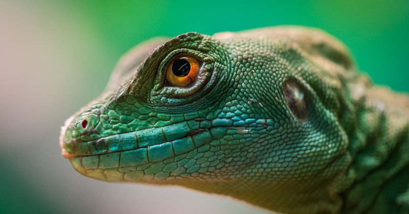 Explained: What Are The Findings Of World's First Comprehensive Reptile ...