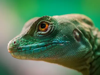 World's First Comprehensive Reptile Assessment
