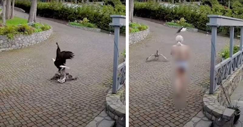 Breastfeeding Mom Saves Pet Goose From Bald Eagle