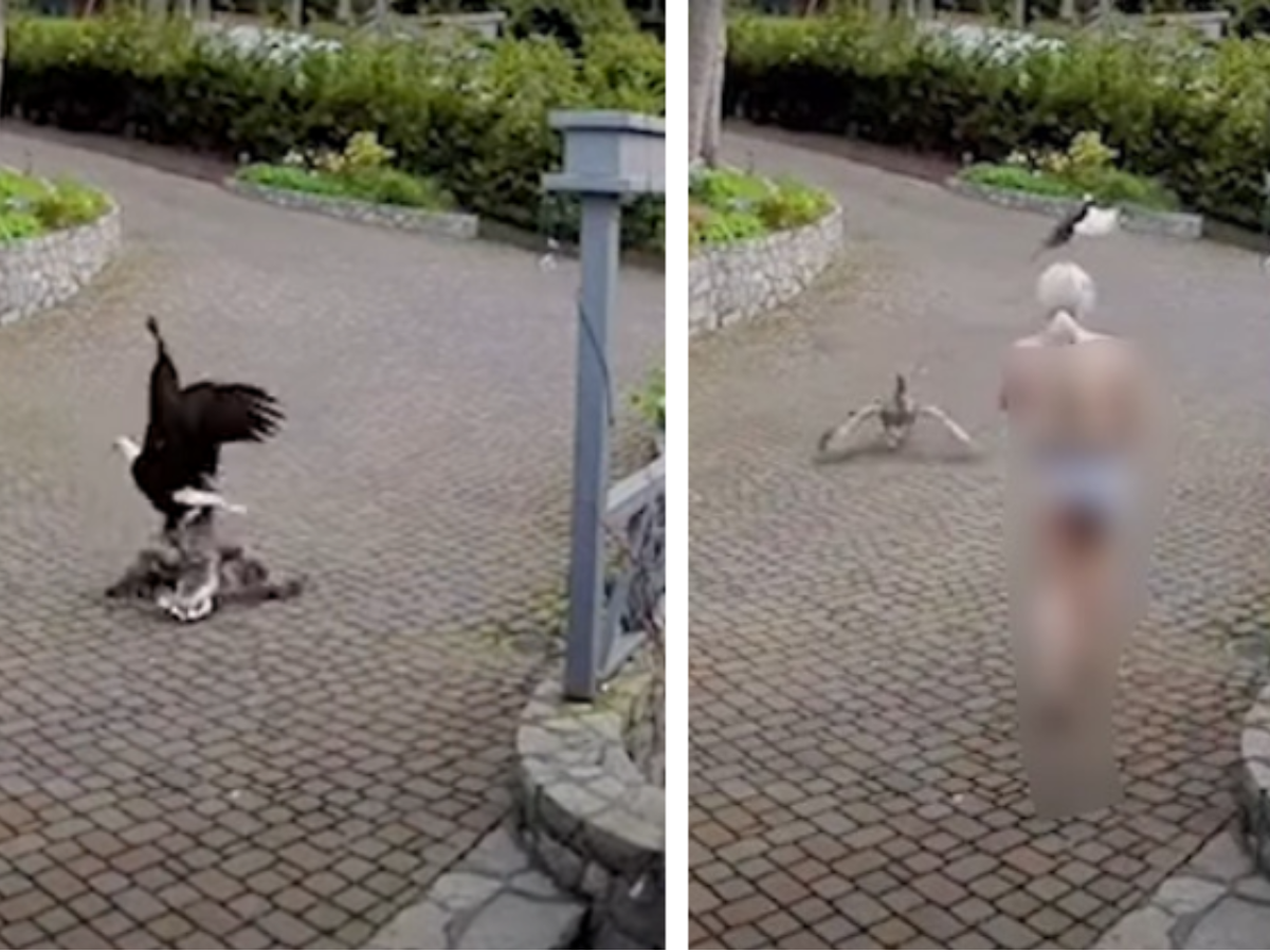 Breastfeeding Mom Saves Pet Goose From Bald Eagle