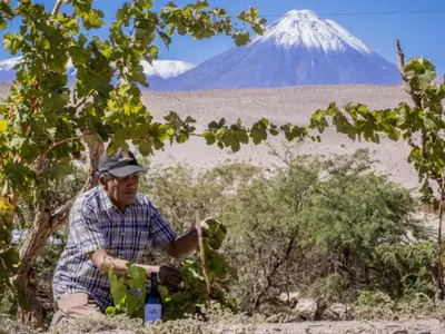 At Atacama Desert, The Driest Place On Earth, Farmers Grow Grapes To Make Wine