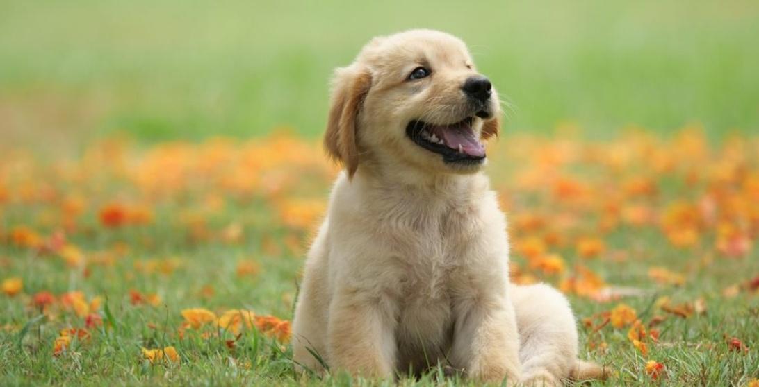 Meet Sheru, This dog walks 2 km daily to give food tiffin to its owner.