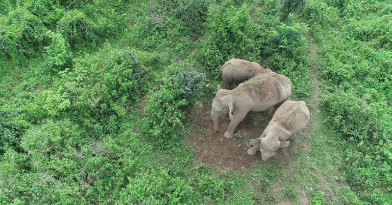 Carrying Dead Calf, Elephant Herd Walks From Garden To Garden In Bengal