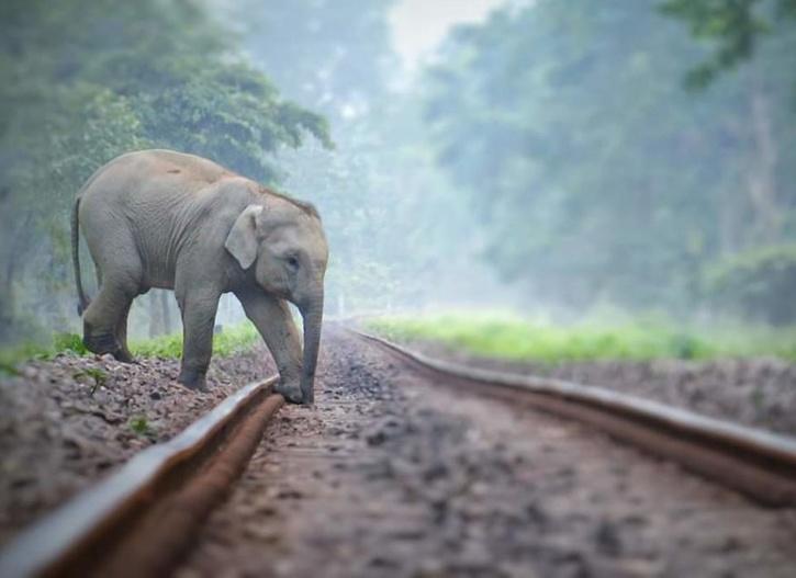 Gajah Tewas di Jalur Kereta Api